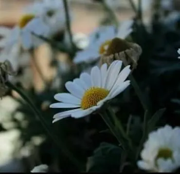 Castagnola 64 Bed and breakfast 3*